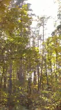 Ukrayna 'da bir sonbahar gününde bir orman manzarasının dikey videosu