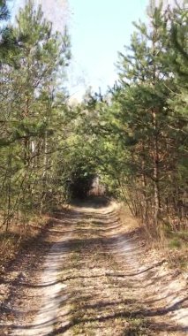 Ukrayna 'da bir sonbahar gününde bir orman manzarasının dikey videosu