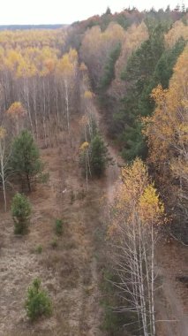 Ukrayna 'da bir sonbahar gününde bir orman manzarasının dikey videosu