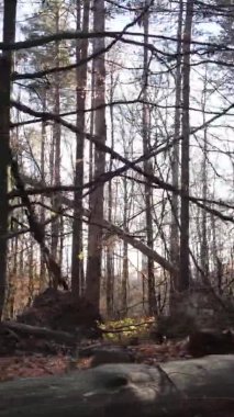 Ukrayna 'da bir sonbahar gününde bir orman manzarasının dikey videosu