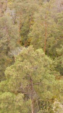 Ukrayna 'da bir sonbahar gününde bir orman manzarasının dikey videosu