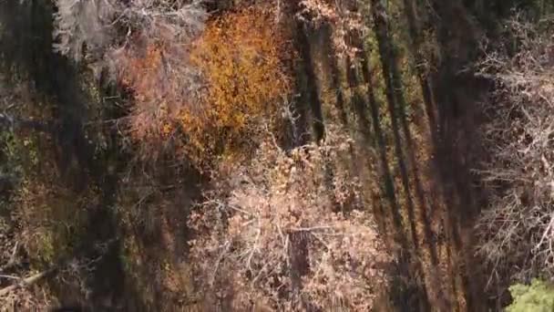 Video Verticale Una Foresta Autunnale Durante Giorno Ucraina — Video Stock