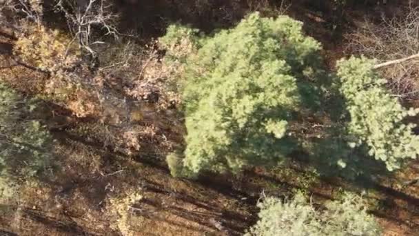 ウクライナの秋の日の森林景観の垂直ビデオ — ストック動画