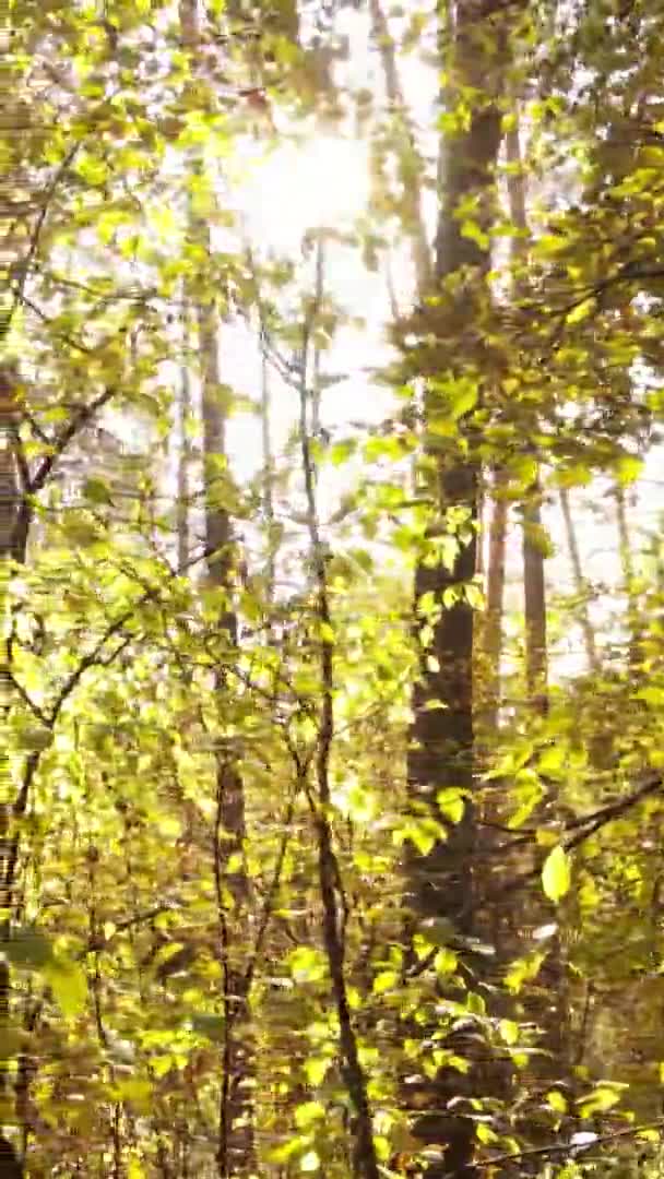 Vídeo Vertical Uma Paisagem Florestal Dia Outono Ucrânia — Vídeo de Stock