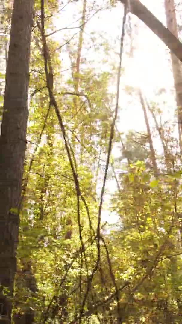 Vertikal Video Ett Skogslandskap Höstdag Ukraina — Stockvideo