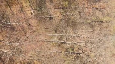 Ukrayna 'da bir sonbahar gününde bir orman manzarasının dikey videosu