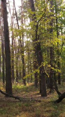 Ukrayna 'da bir sonbahar gününde bir orman manzarasının dikey videosu