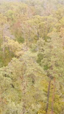 Ukrayna 'da bir sonbahar gününde bir orman manzarasının dikey videosu