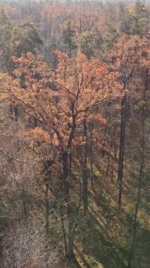 Ukrayna 'da bir sonbahar gününde bir orman manzarasının dikey videosu