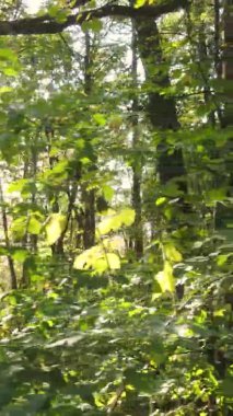 Ukrayna 'da bir sonbahar gününde bir orman manzarasının dikey videosu