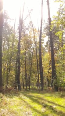 Ukrayna 'da bir sonbahar gününde bir orman manzarasının dikey videosu