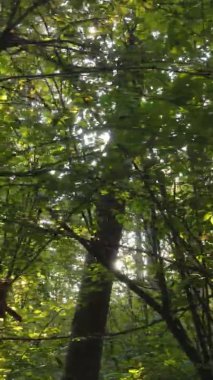 Ukrayna 'da bir sonbahar gününde bir orman manzarasının dikey videosu