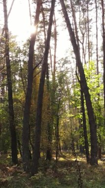 Ukrayna 'da bir sonbahar gününde bir orman manzarasının dikey videosu