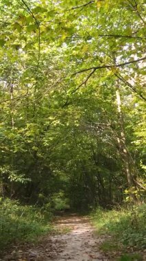 Ukrayna 'da bir sonbahar gününde bir orman manzarasının dikey videosu