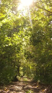 Ukrayna 'da bir sonbahar gününde bir orman manzarasının dikey videosu