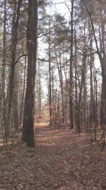 Ukrayna 'da bir sonbahar gününde bir orman manzarasının dikey videosu