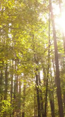 Ukrayna 'da bir sonbahar gününde bir orman manzarasının dikey videosu