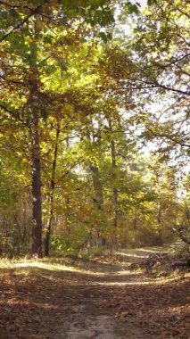 Ukrayna 'da bir sonbahar gününde bir orman manzarasının dikey videosu