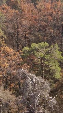 Ukrayna 'da bir sonbahar gününde bir orman manzarasının dikey videosu