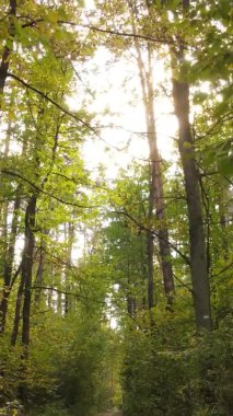 Ukrayna 'da bir sonbahar gününde bir orman manzarasının dikey videosu