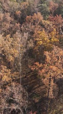 Ukrayna 'da bir sonbahar gününde bir orman manzarasının dikey videosu