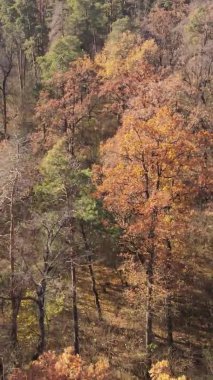 Ukrayna 'da bir sonbahar gününde bir orman manzarasının dikey videosu