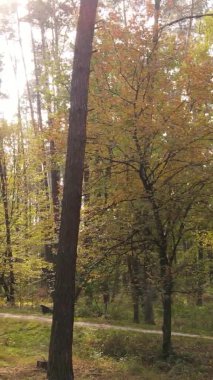 Ukrayna 'da bir sonbahar gününde bir orman manzarasının dikey videosu