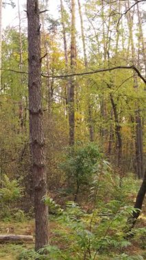 Ukrayna 'da bir sonbahar gününde bir orman manzarasının dikey videosu