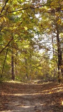 Ukrayna 'da bir sonbahar gününde bir orman manzarasının dikey videosu