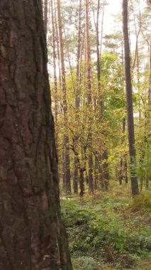 Ukrayna 'da bir sonbahar gününde bir orman manzarasının dikey videosu