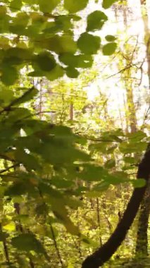 Ukrayna 'da bir sonbahar gününde bir orman manzarasının dikey videosu