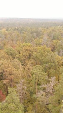 Ukrayna 'da bir sonbahar gününde bir orman manzarasının dikey videosu