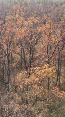 Ukrayna 'da bir sonbahar gününde bir orman manzarasının dikey videosu