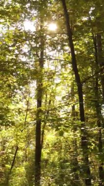 Ukrayna 'da bir sonbahar gününde bir orman manzarasının dikey videosu