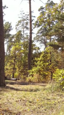 Ukrayna 'da bir sonbahar gününde bir orman manzarasının dikey videosu