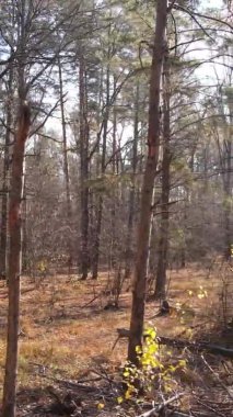 Ukrayna 'da bir sonbahar gününde bir orman manzarasının dikey videosu