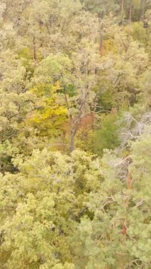 Ukrayna 'da bir sonbahar gününde bir orman manzarasının dikey videosu