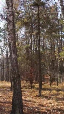 Ukrayna 'da bir sonbahar gününde bir orman manzarasının dikey videosu