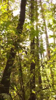 Ukrayna 'da bir sonbahar gününde bir orman manzarasının dikey videosu