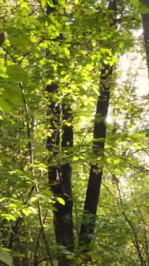 Ukrayna 'da bir sonbahar gününde bir orman manzarasının dikey videosu