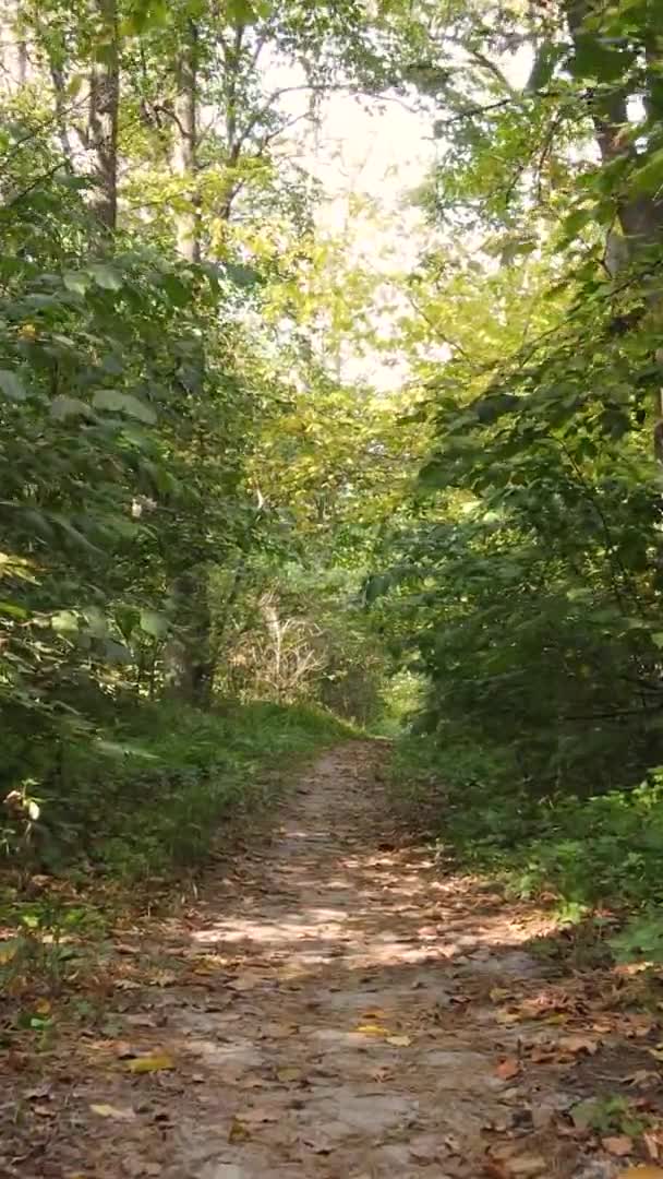 Pionowe Wideo Krajobrazu Leśnego Jesienny Dzień Ukrainie — Wideo stockowe