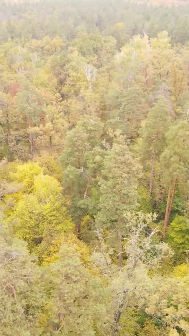 Vertikální Video Lesní Krajiny Podzimní Den Ukrajině — Stock video