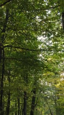 Ukrayna 'da bir sonbahar gününde bir orman manzarasının dikey videosu