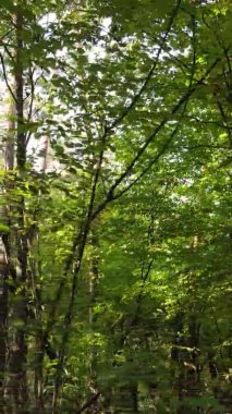 Ukrayna 'da bir sonbahar gününde bir orman manzarasının dikey videosu