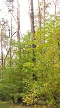 Ukrayna 'da bir sonbahar gününde bir orman manzarasının dikey videosu