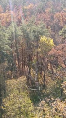 Ukrayna 'da bir sonbahar gününde bir orman manzarasının dikey videosu