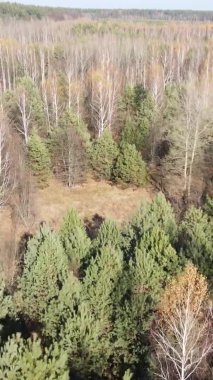 Ukrayna 'da bir sonbahar gününde bir orman manzarasının dikey videosu