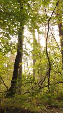 Ukrayna 'da bir sonbahar gününde bir orman manzarasının dikey videosu