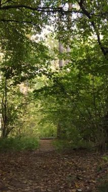 Ukrayna 'da bir sonbahar gününde bir orman manzarasının dikey videosu