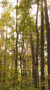 Ukrayna 'da bir sonbahar gününde bir orman manzarasının dikey videosu